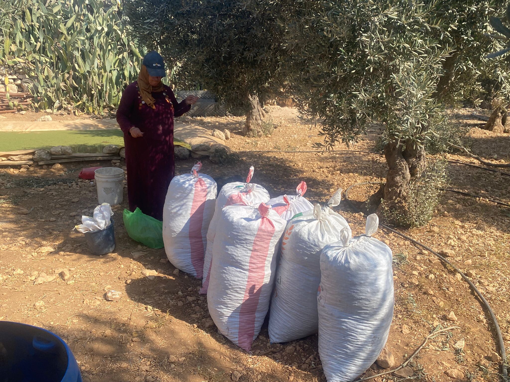 שקי זיתים בדרך לבית הבד, מהר לפני שהמתנחלים יבזזו