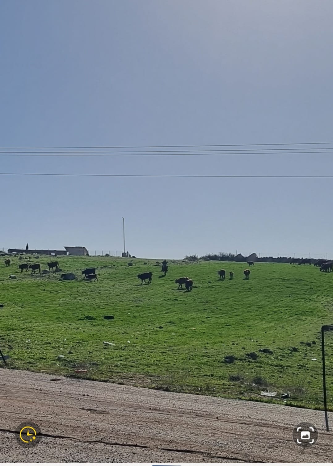 עדר פרות בשטח של זנותא ממנה גורשו תושביה, בליווי מתנחל רכוב על סוס