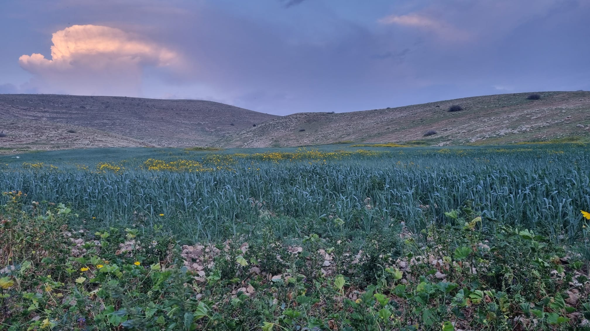 בקעת הירדן. שדה חיטה עצובה 
