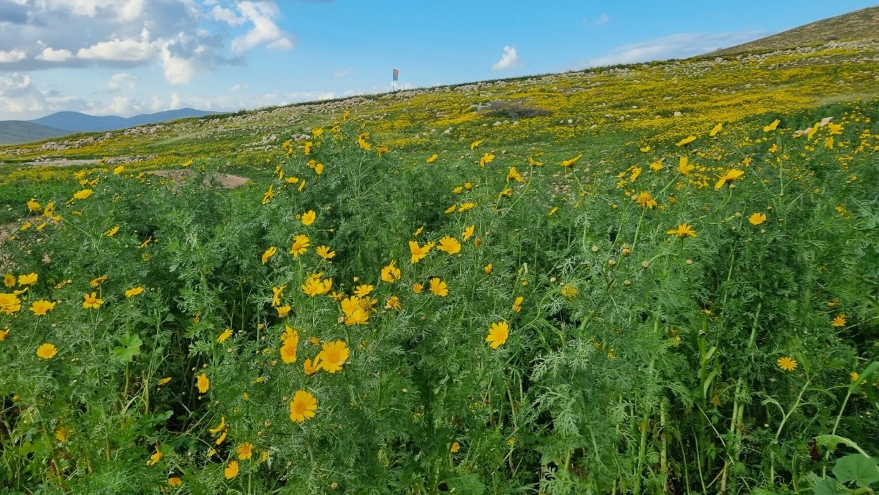 סמרה: אופטימיות