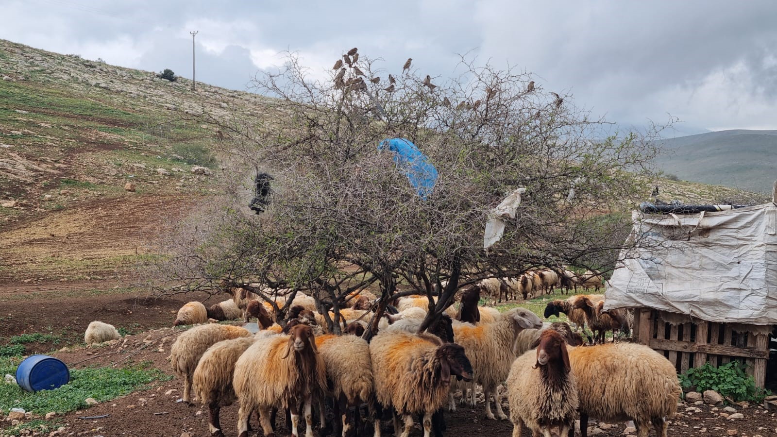 Samra. The jujube tree, the sheep, and the sparrows