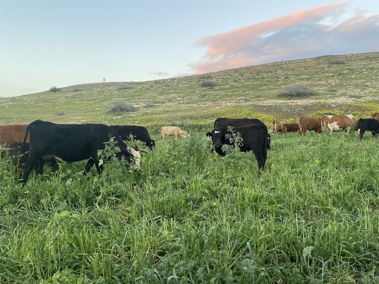 Samara: A wheat and barley field during a visit by settlers' cattle