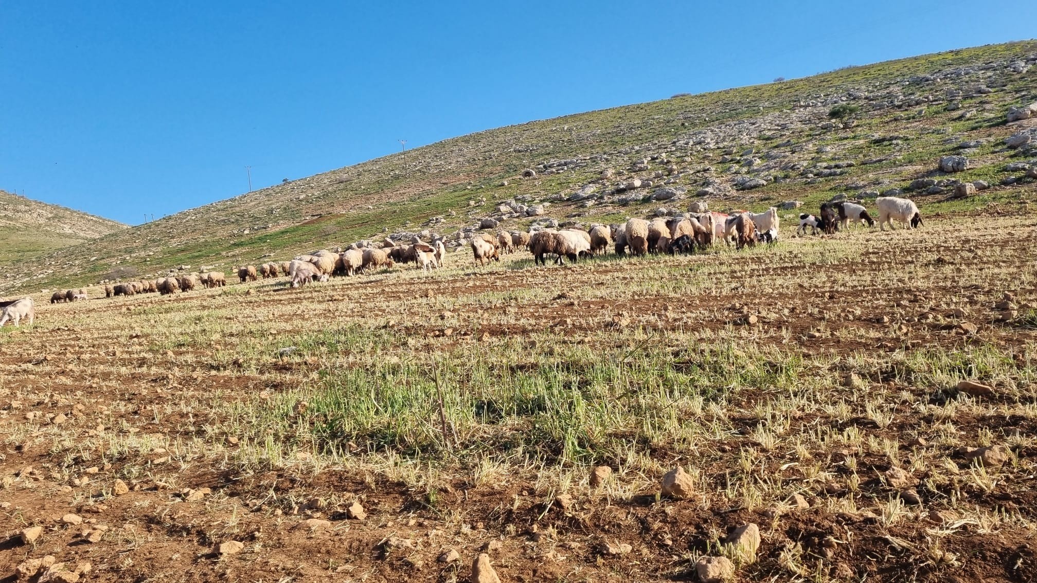 Samara: A wheat and barley field after the settlers' cattle devoured it