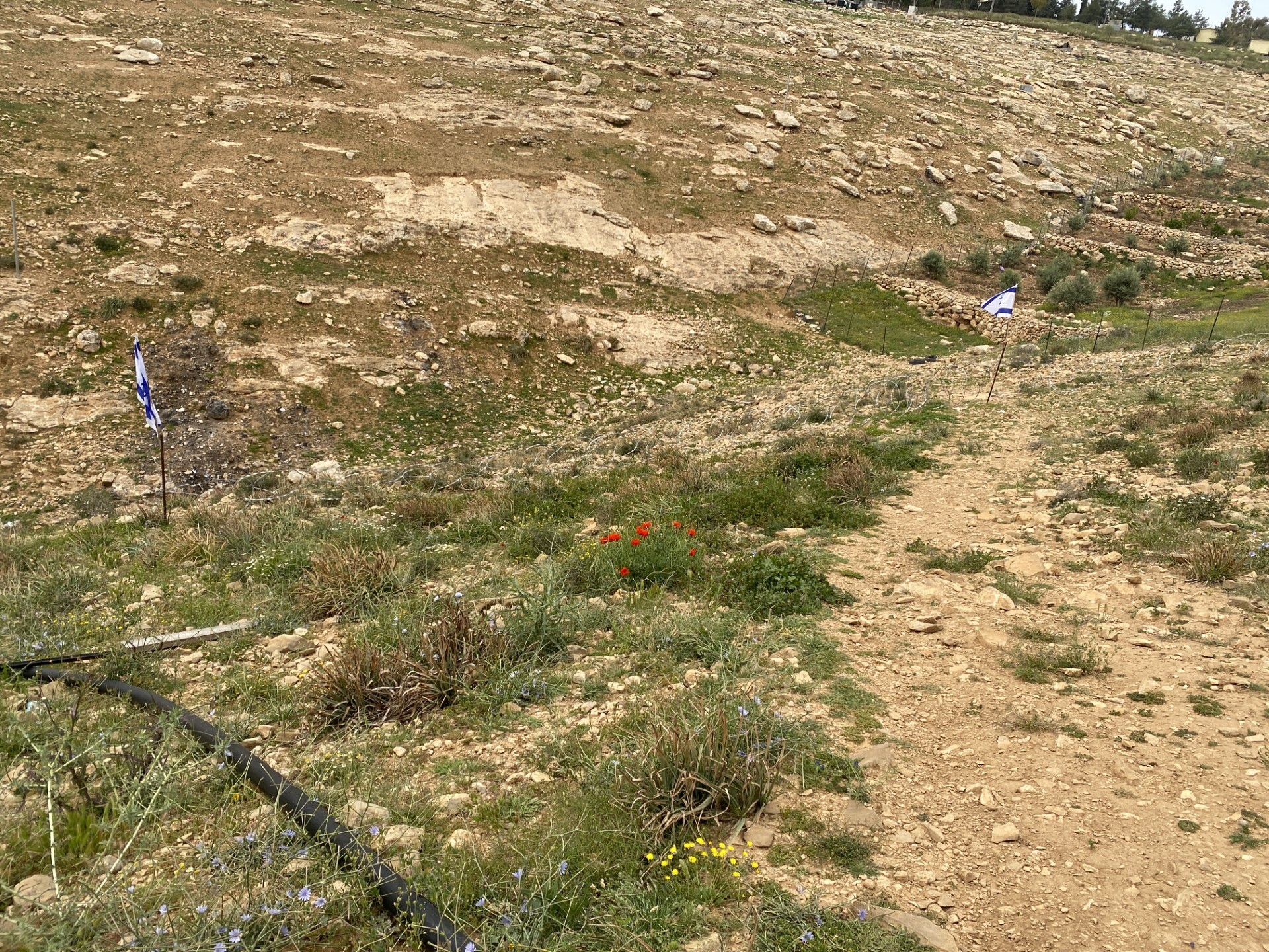 בין הדגלים תלתלית חוסמת מעבר אל שביל העפר