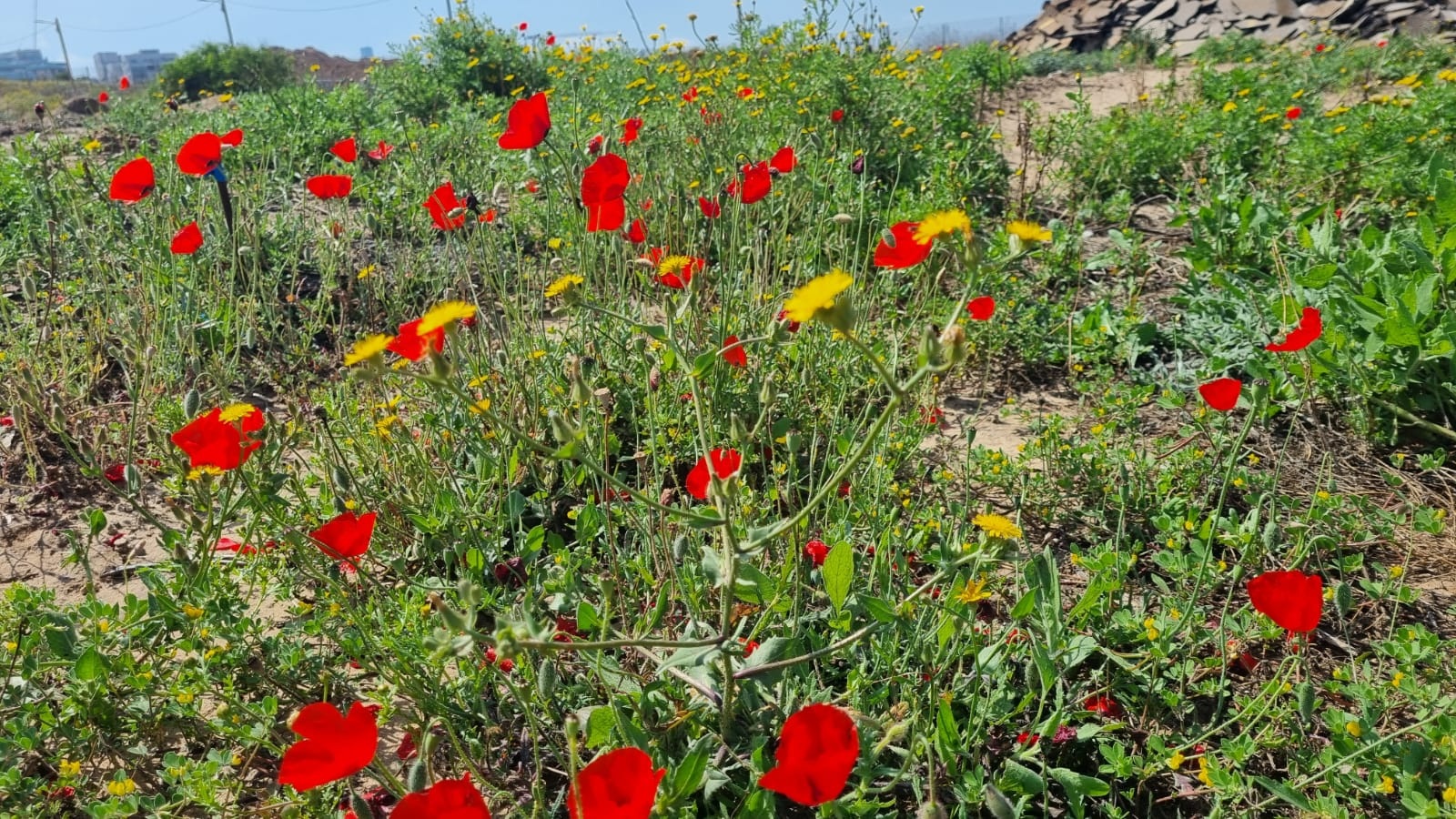 בקעת הירדן. אביב 