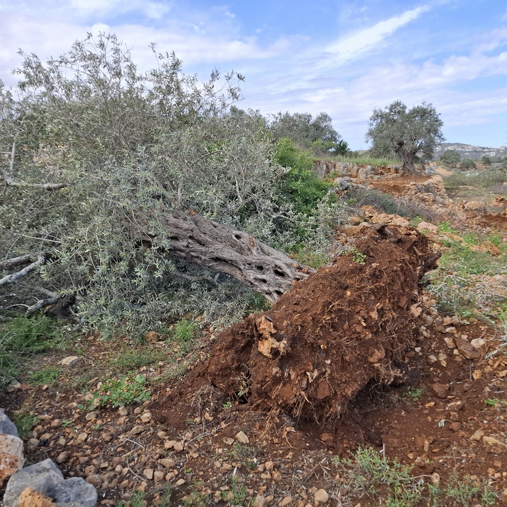 עצי זית כרותים במארדא לאורך כביש 5