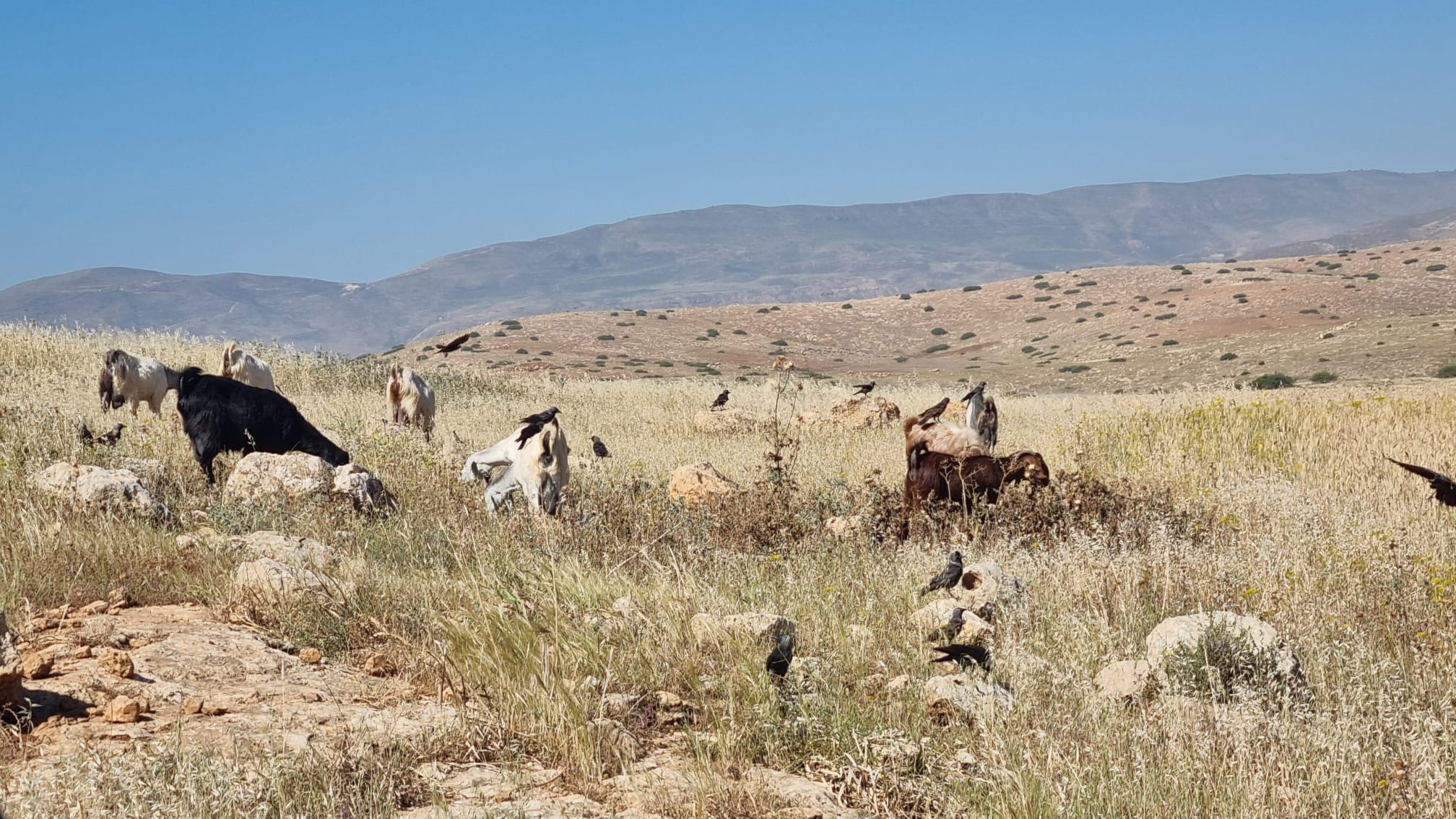 Khalat Makhoul: Grazing. A crow perches on every sheep