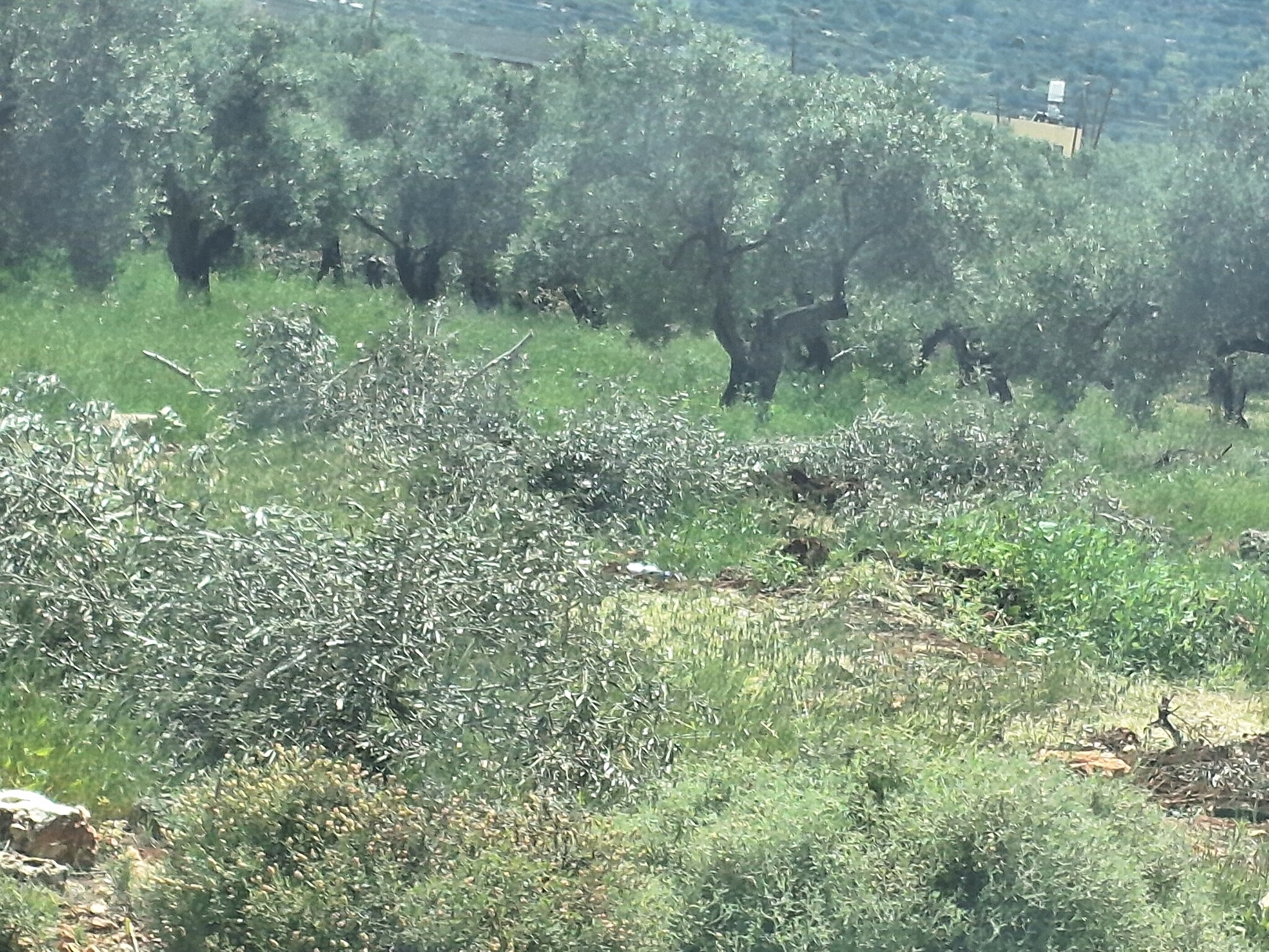 Marda. Felled trees along the road