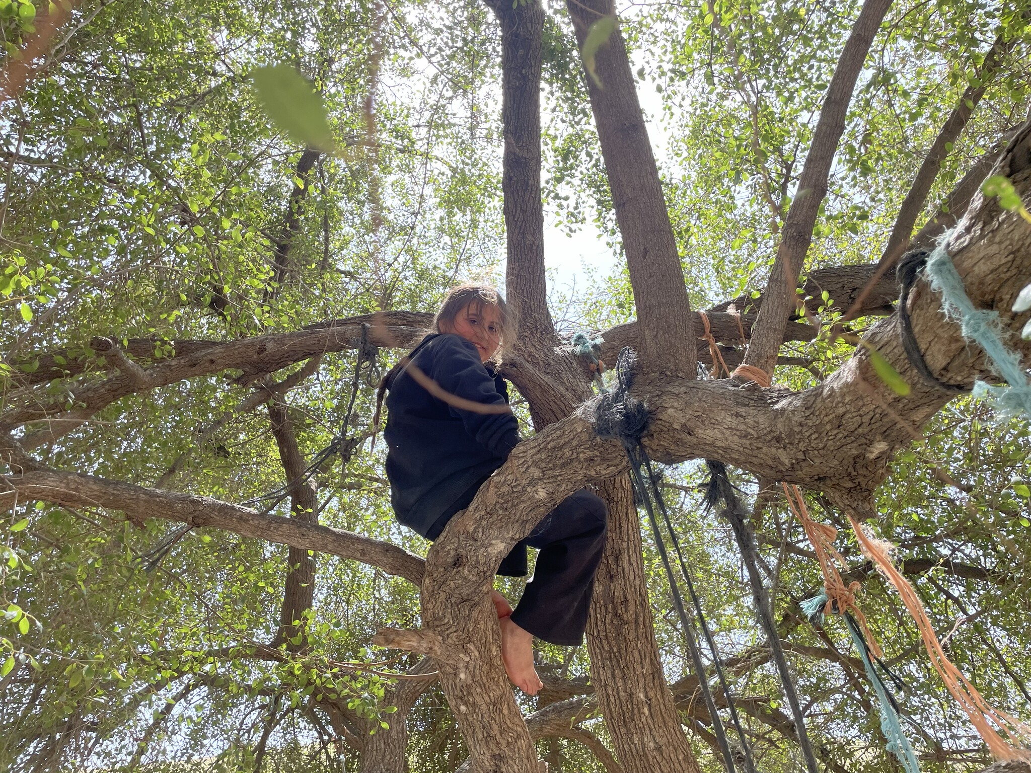 Samra. The Community Center climbed the tree