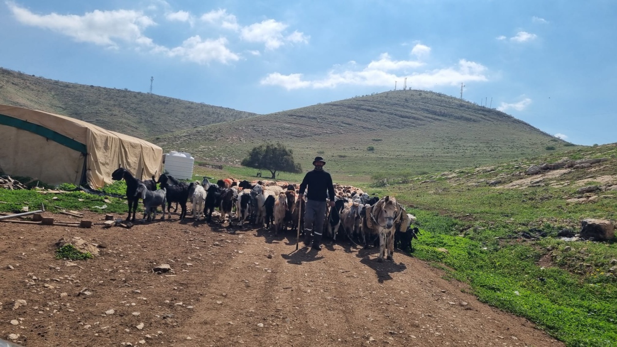 סמרה. חוזרים מהמרעה 