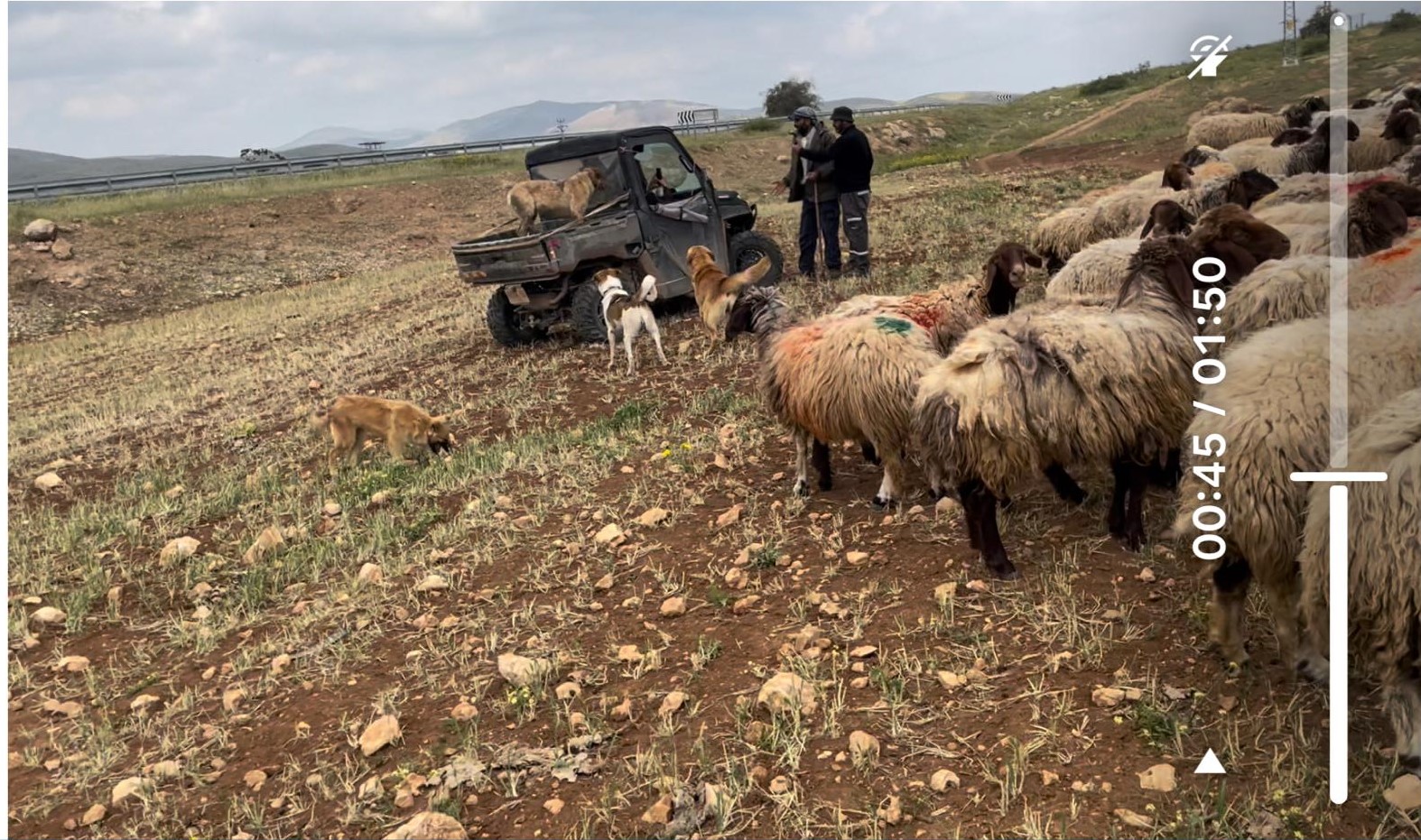 סמרה. טרקטורון במרעה 