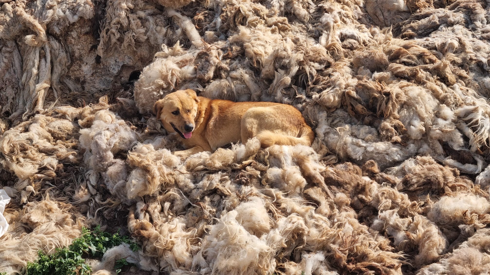 Samra. A dog resting on sheep's wool