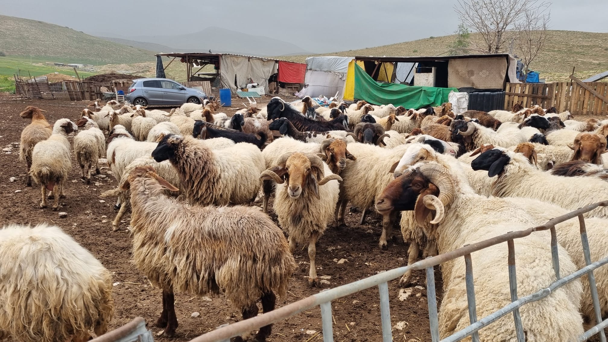 Samra. The sheepfold near the encampment