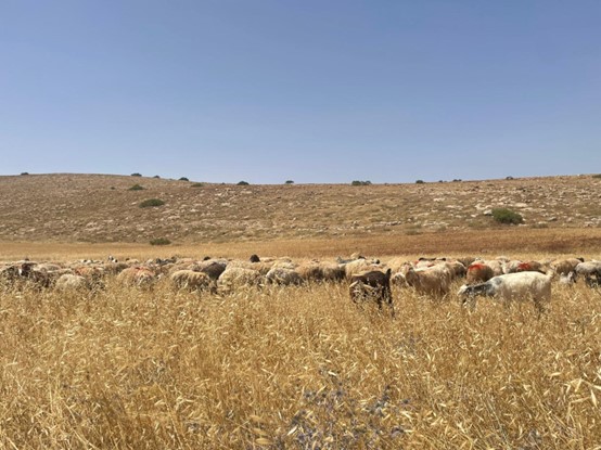 סמרה - הכבשים נהנות מארוחה לתפארת