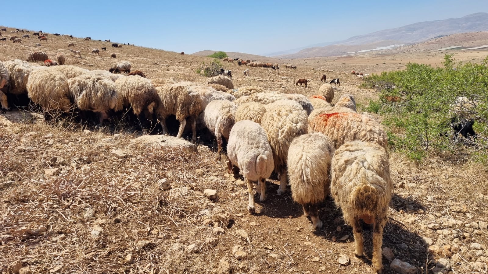סמרה. המרעה כבר חום, שחון 