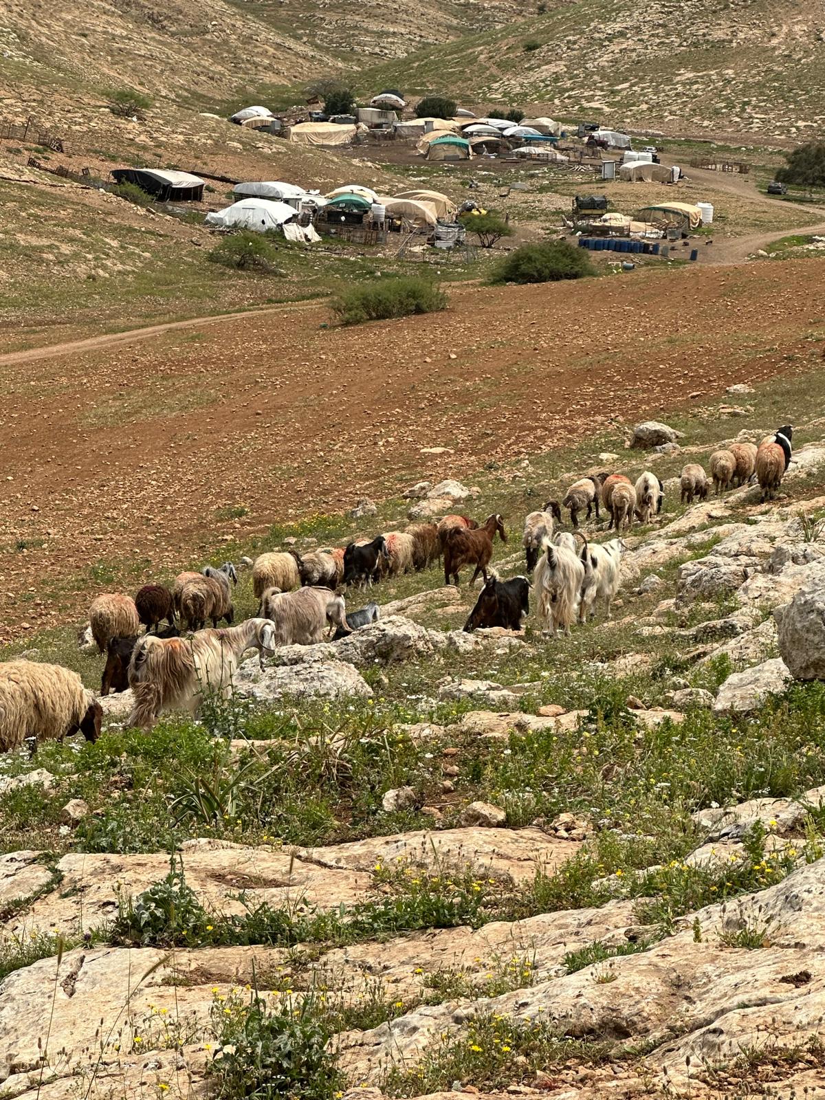 סמרה. מבט מהמרעה