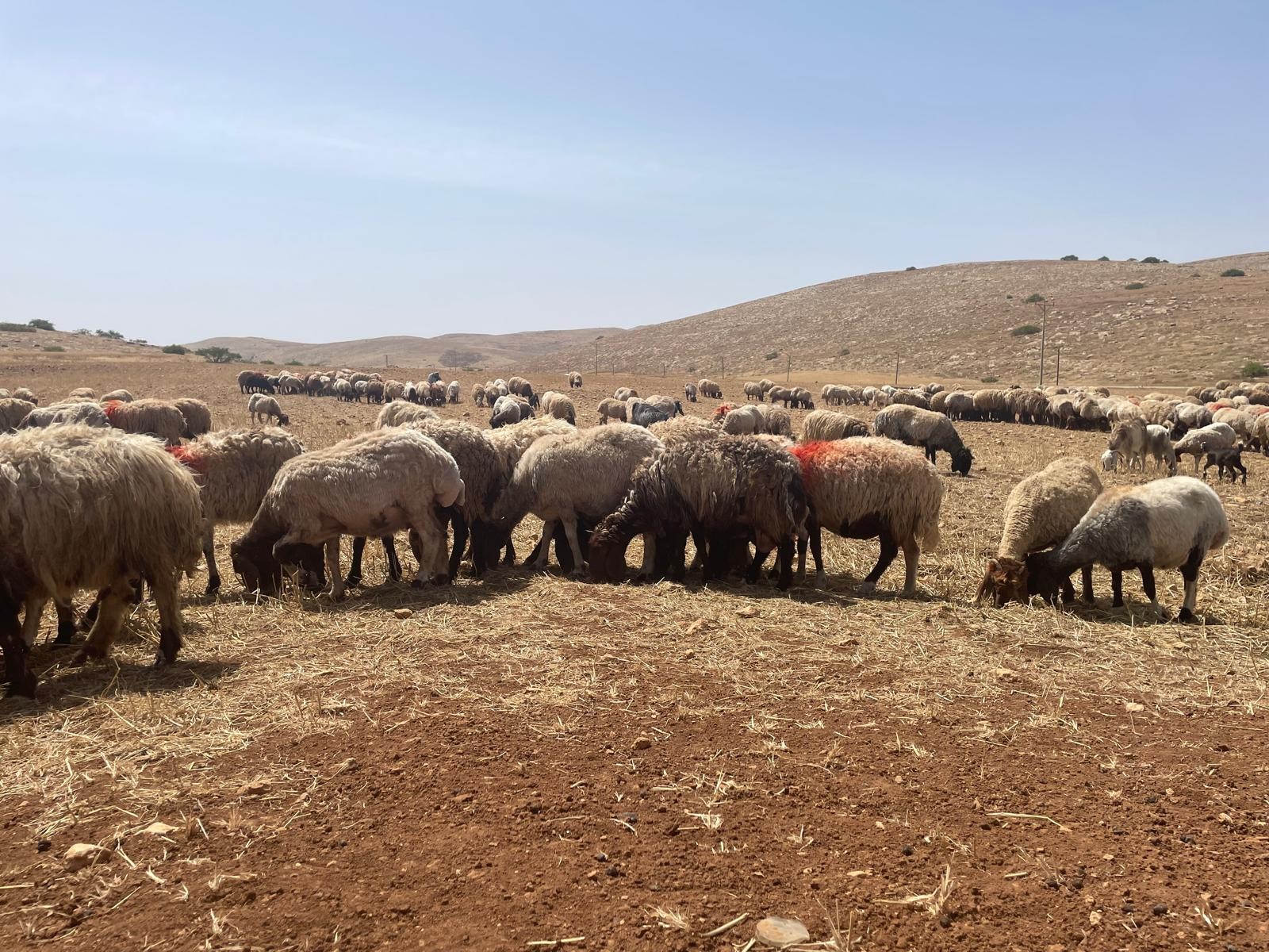 סמרה. מרעה חרב