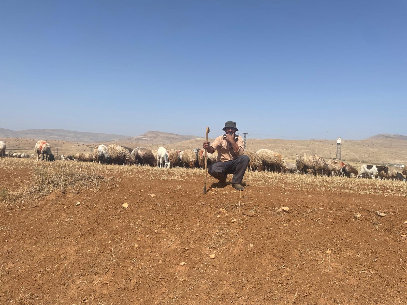 סמרה.  מרעה שאריות שלף מול הבסיס של כפיר