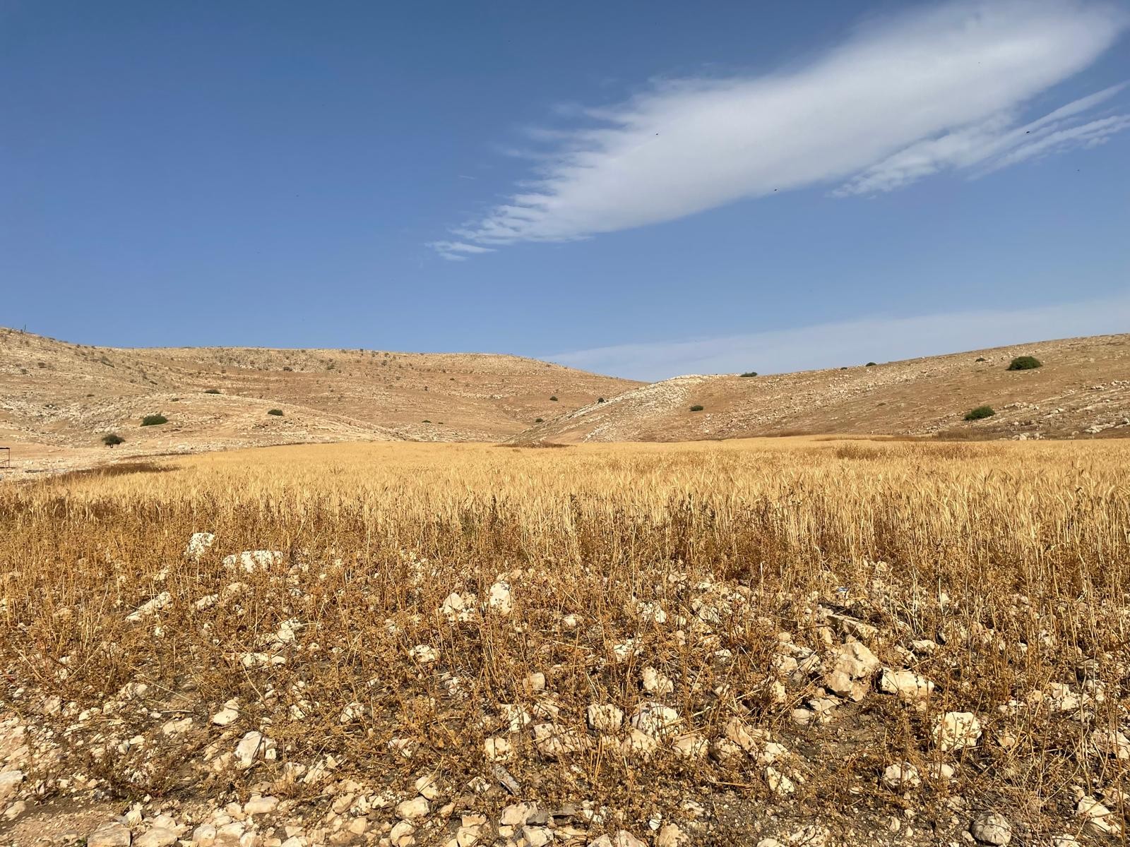 ח'לת מכחול. צהוב, צהוב, כחול ולבן