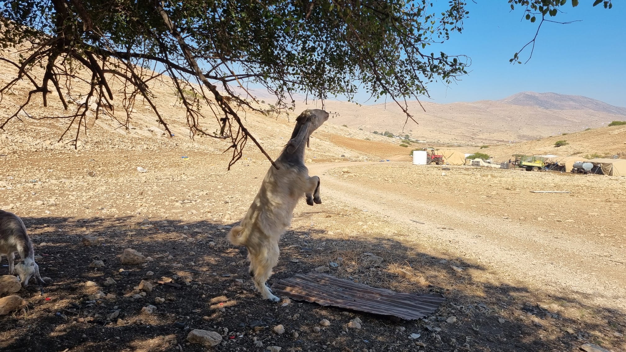 סמרה. שקט לפני הסערה