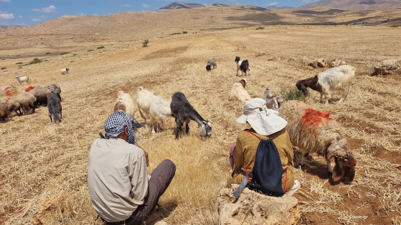 Pasture on Samra lands