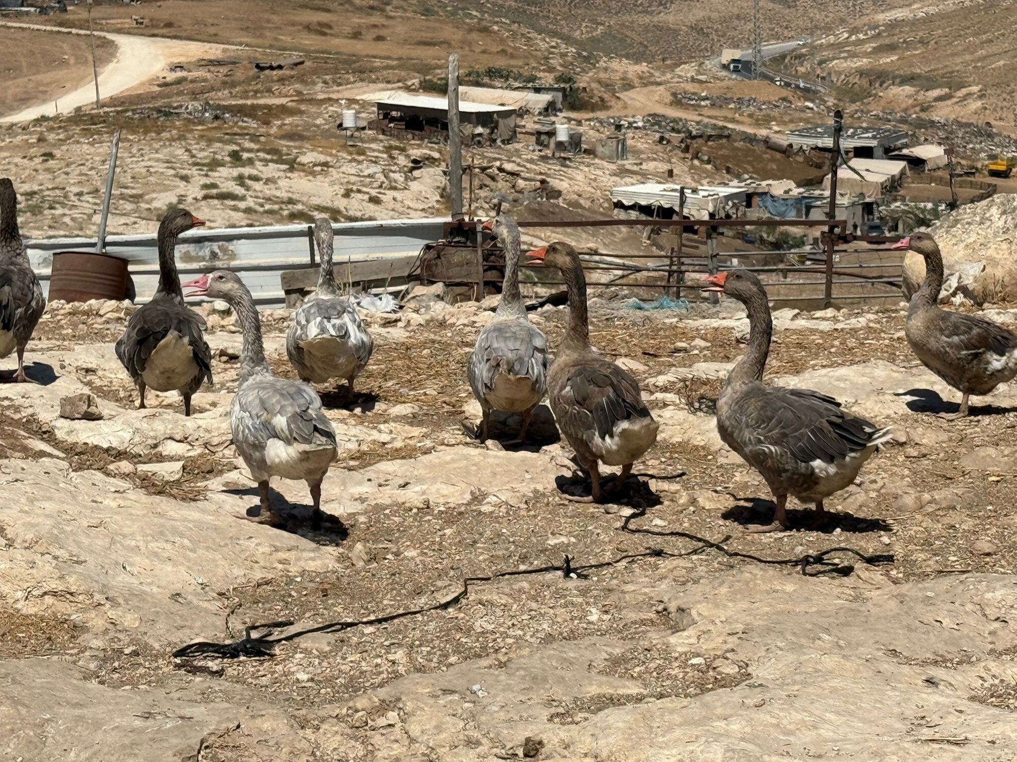 7 - Geese