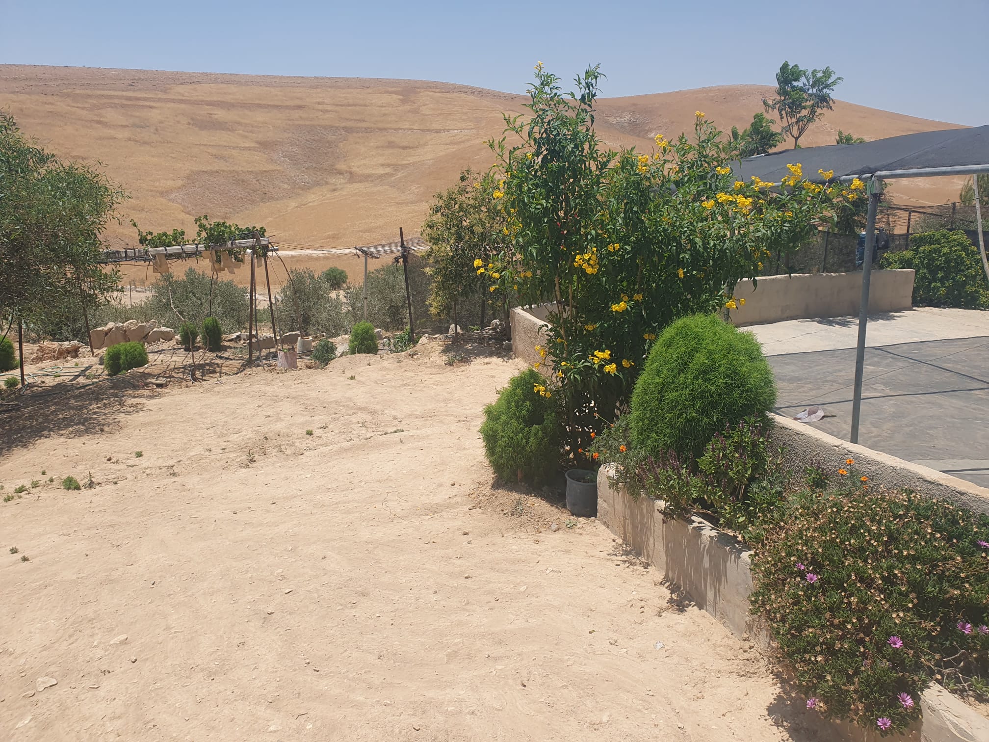 הצמחיה ששתל נאג'ח סביב הבית באום קוסא
