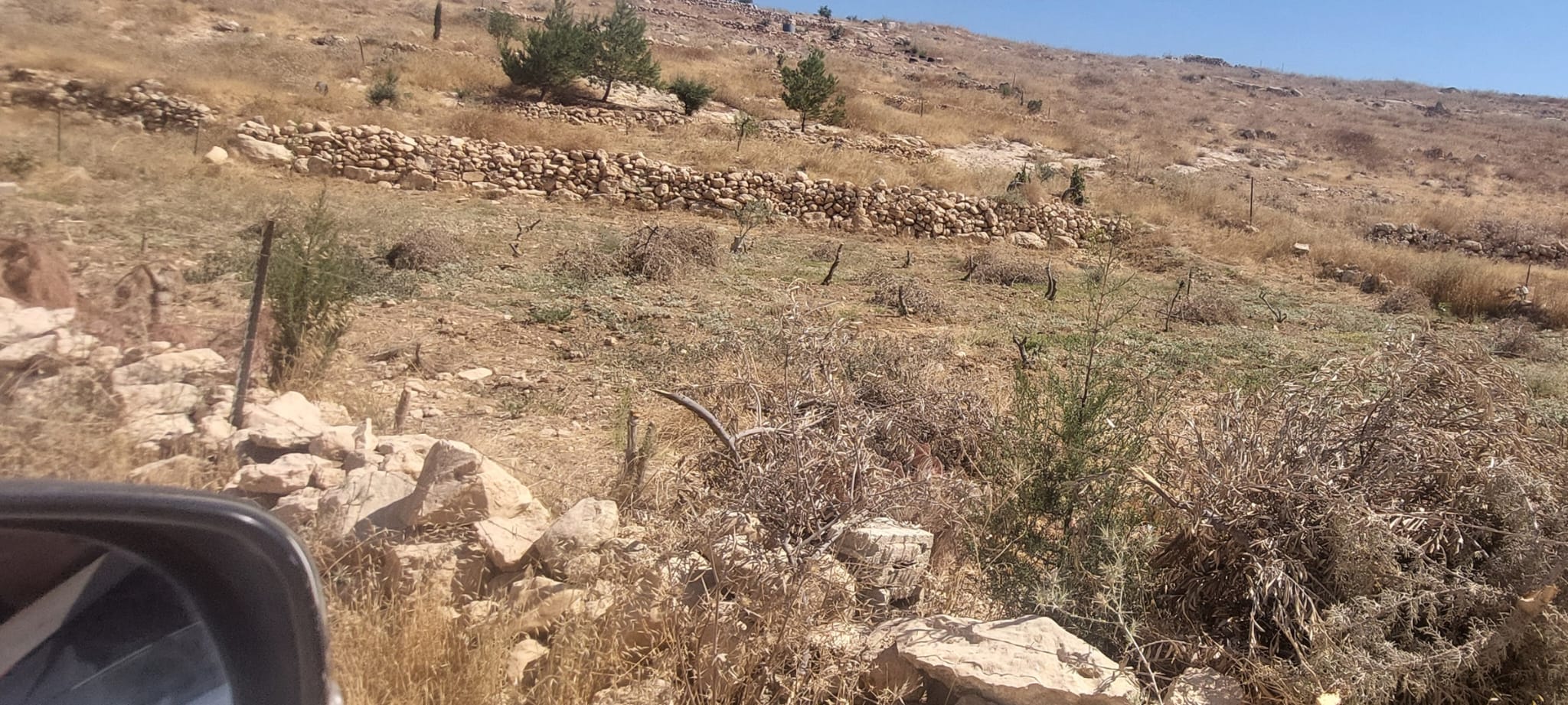Khalקt al-Humus – The felled olive trees