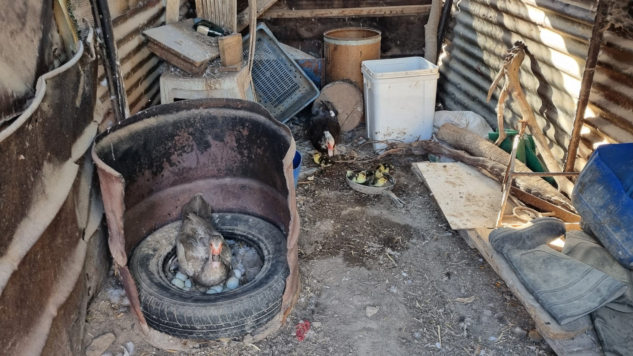 Makhul. The eggs found a brooder, the chicks are splashing in the pan, and the ducks are resting