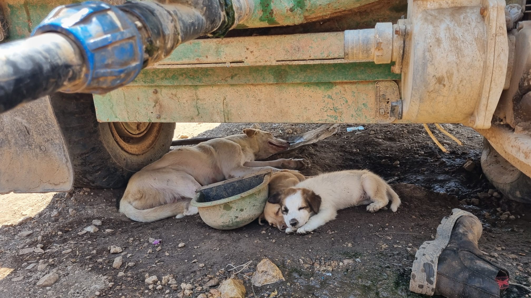 Makhul. The dogs found shade under the water tank