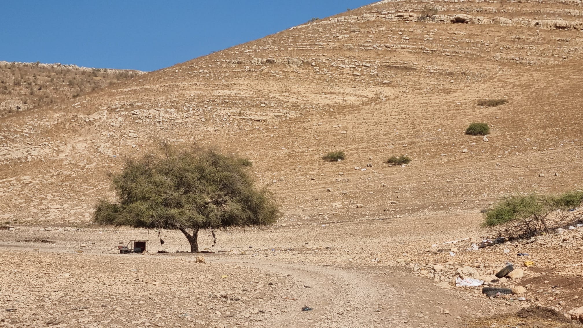 סמרה. העץ מחפש צל