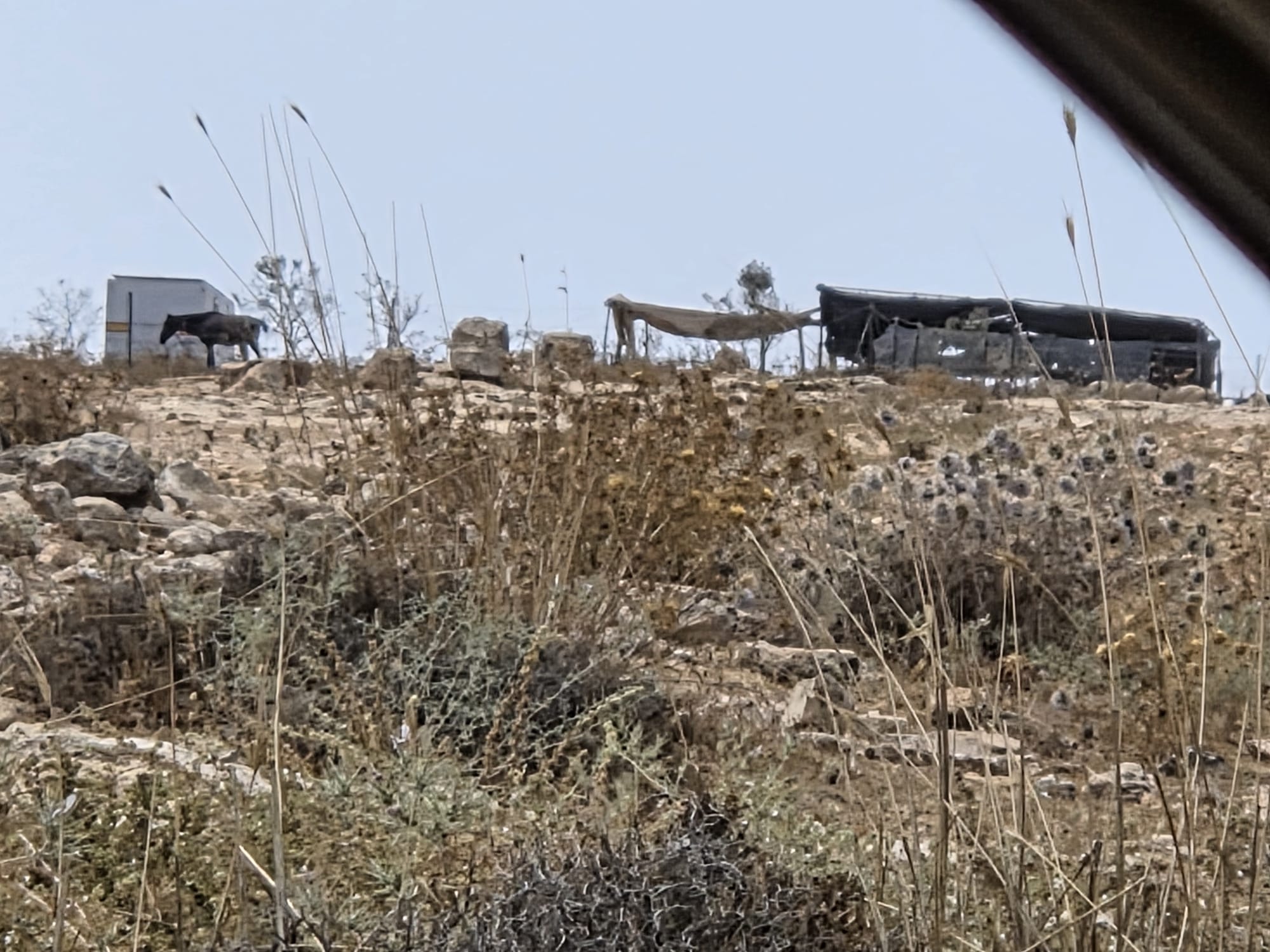 Sha'ab al-Butum - He walks alone, apparently he is not afraid