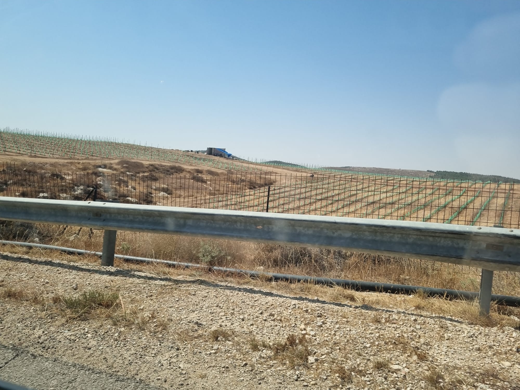 הרחבת הכרמים ע”י חוות מיתרים של ינון לוי. שטח של ודאדא פוקה, שגורשו לסמוע