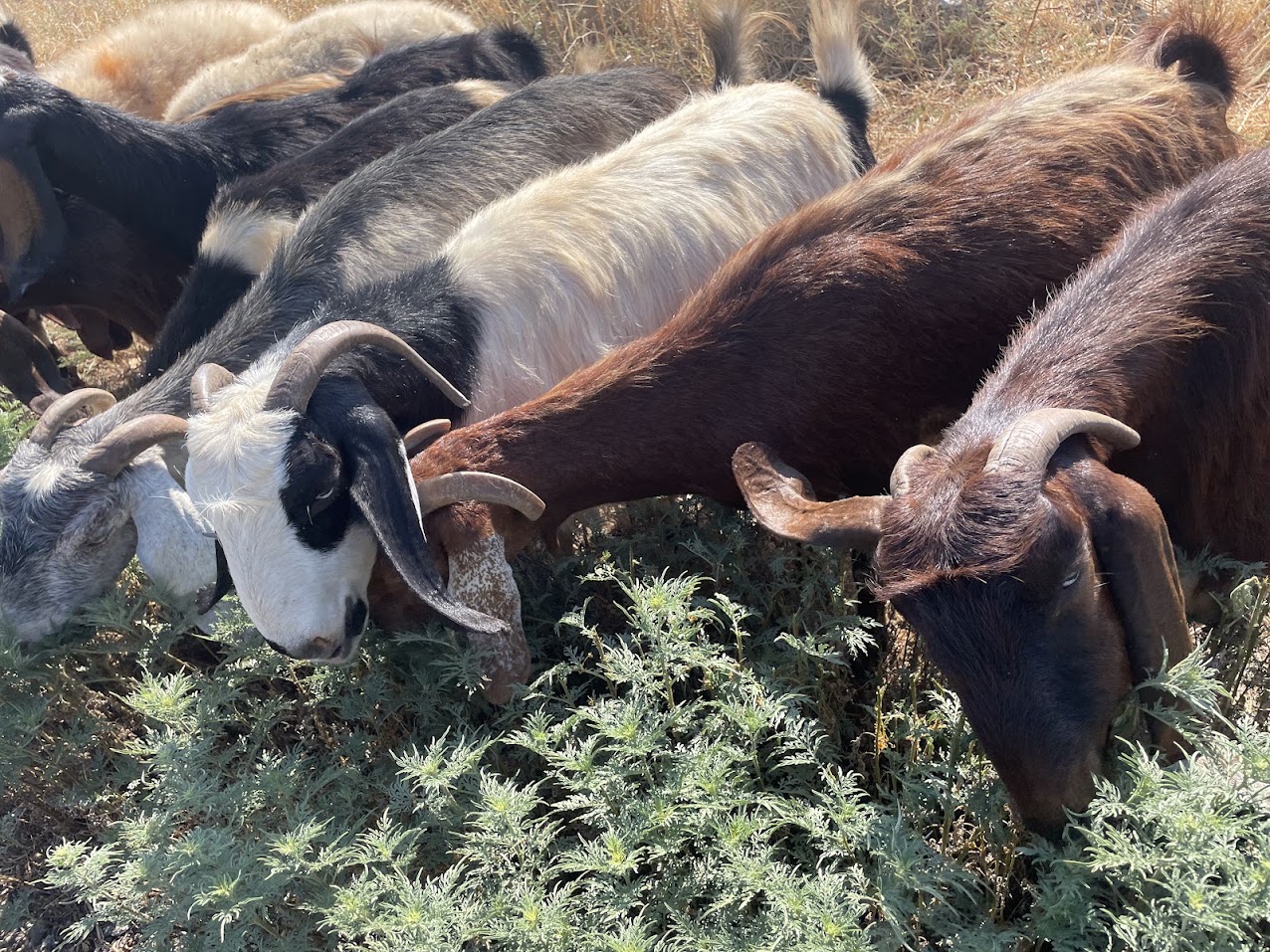 Khalet Makhul. Pasture Adjacent to Alon Road