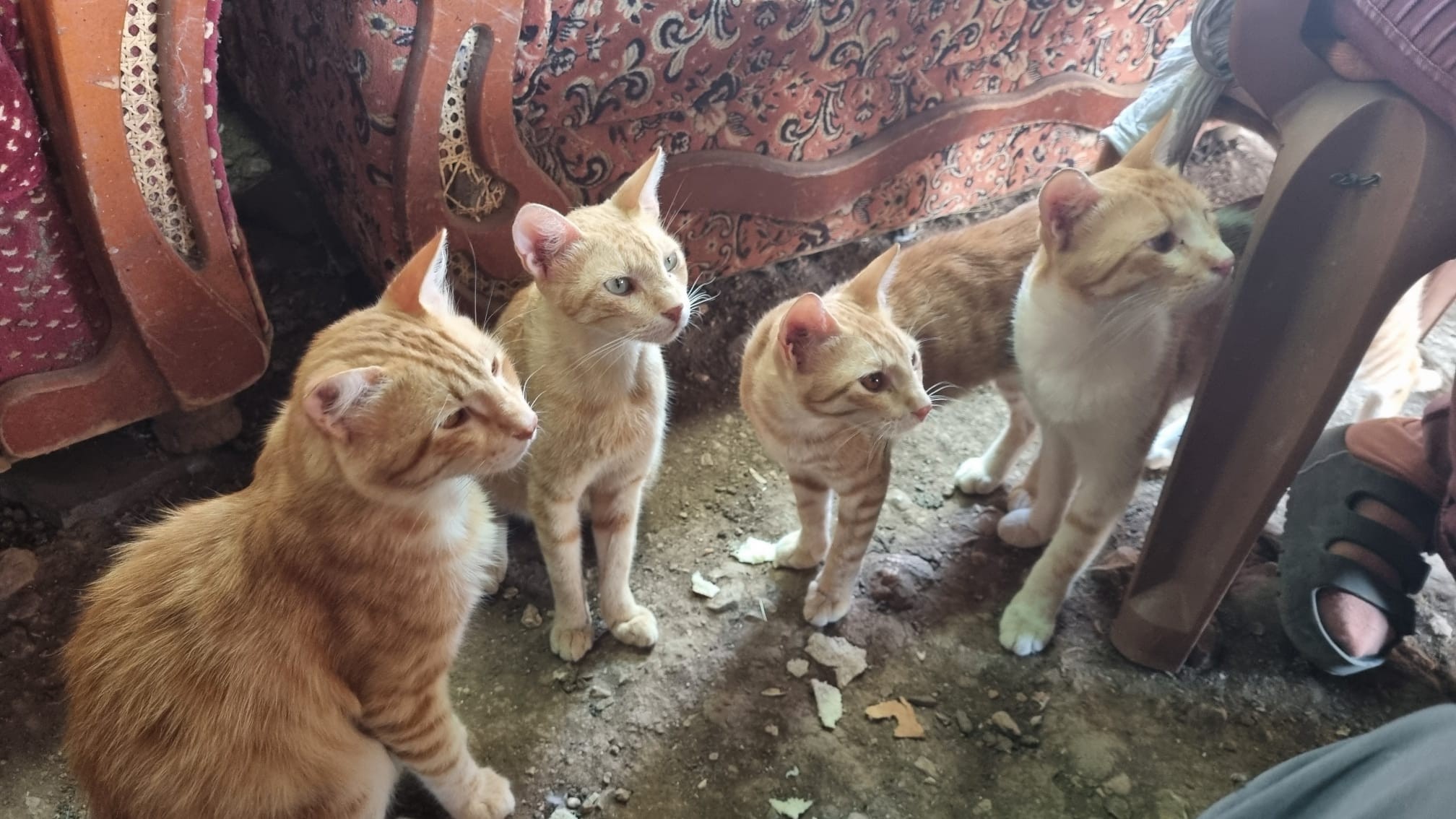 Samra. The cats waiting for lunch (dry pita)