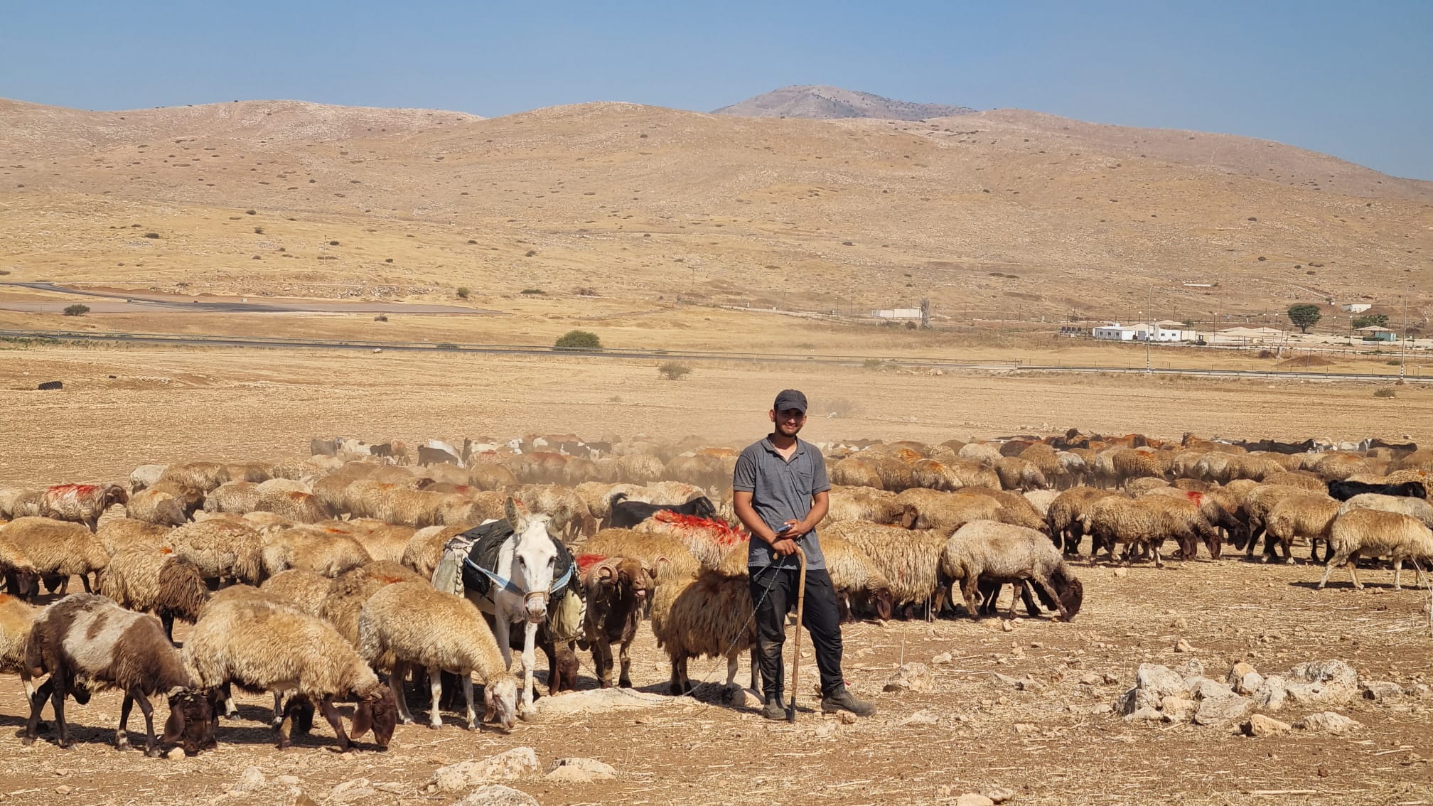 סמרה. מרעה  ליד בסיס כפיר