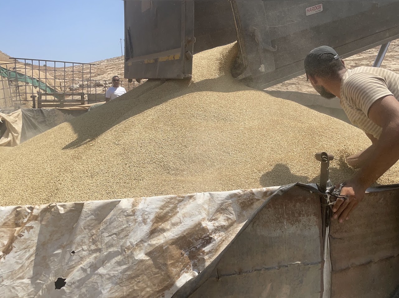 Samra. The 'Ashdod' truck dumping barley into a designated enclosure