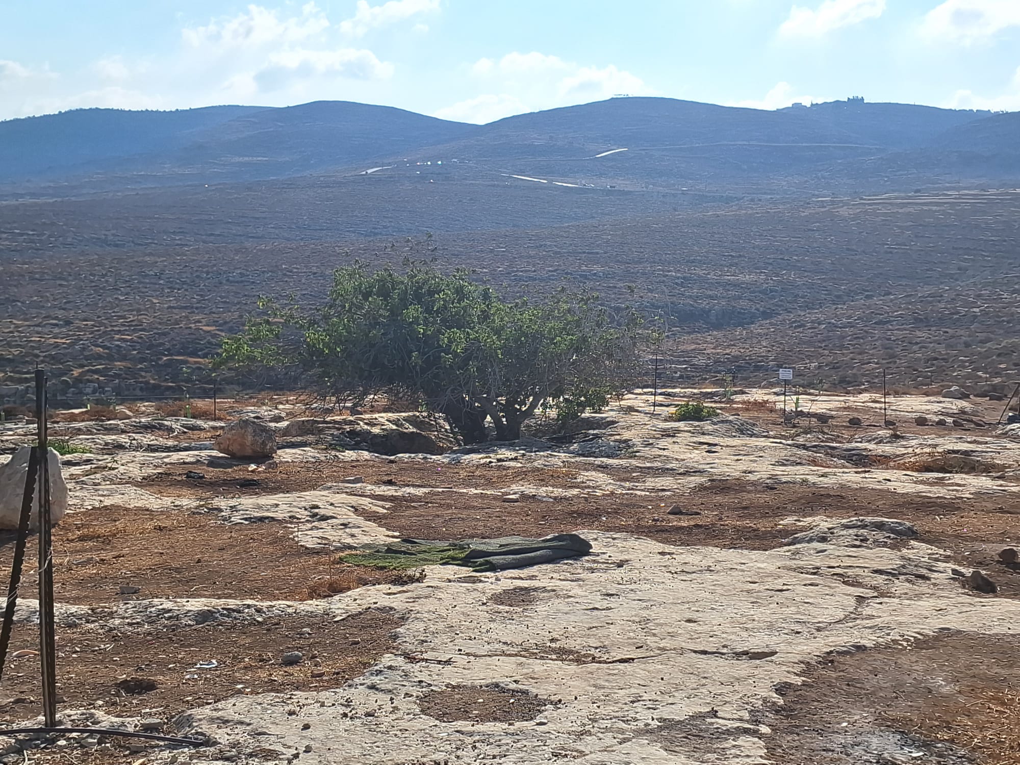 Khirbet al-Marajim: Fences Erected by Settlers on N.'s Land Near the Tree