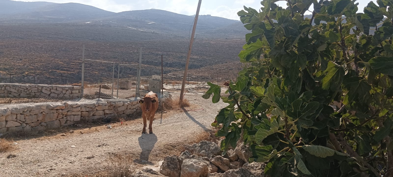 Khirbet al-Marajem. The settler's cow in N.'s yard