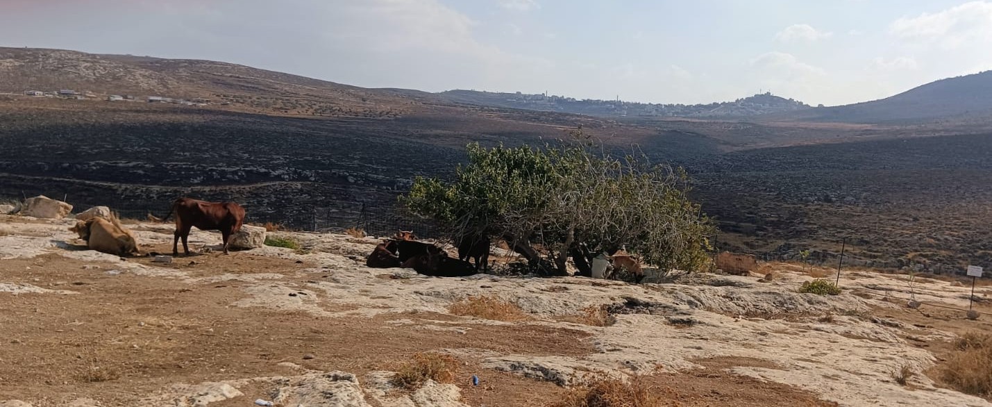 Khirbet al-Marajem. The cows grazing on N.'s land