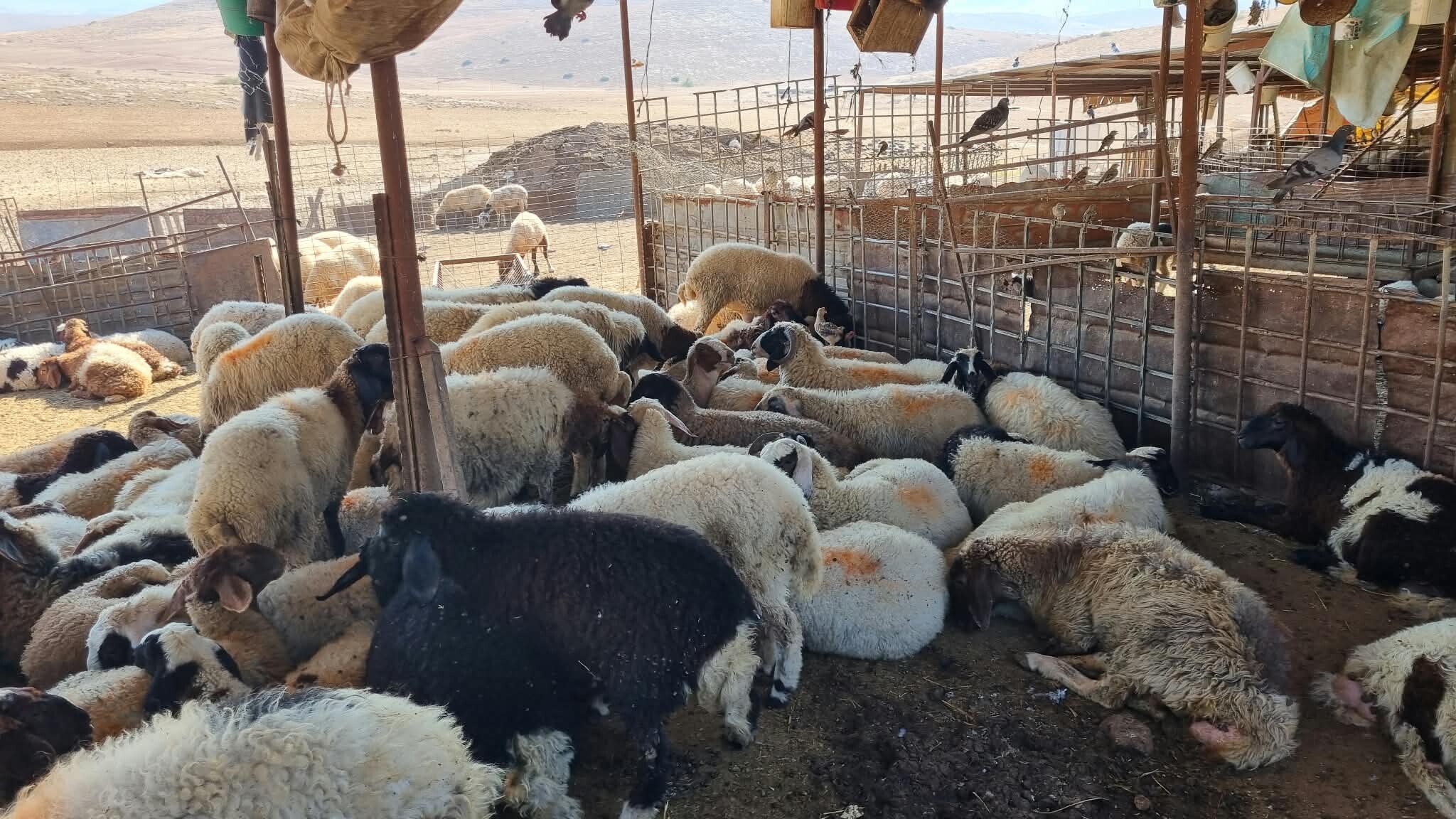 סמרה. הצאן במנוחת צהרים