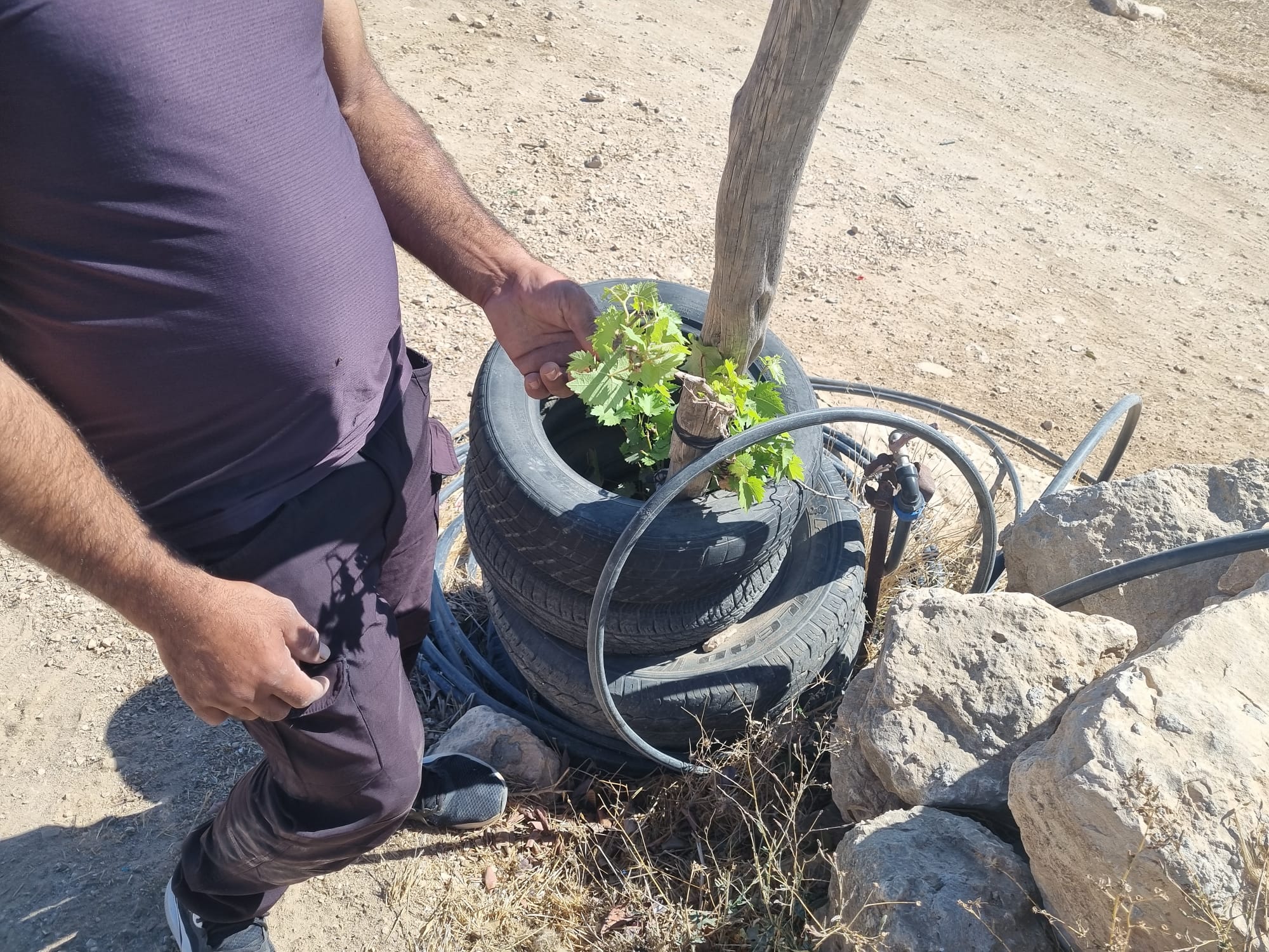 שיח הגפן שנאכל שוב ושוב ע"י צאן המתנחלים מחוות ענים הסמוכה לח'ירבת אל-ח'ראבה