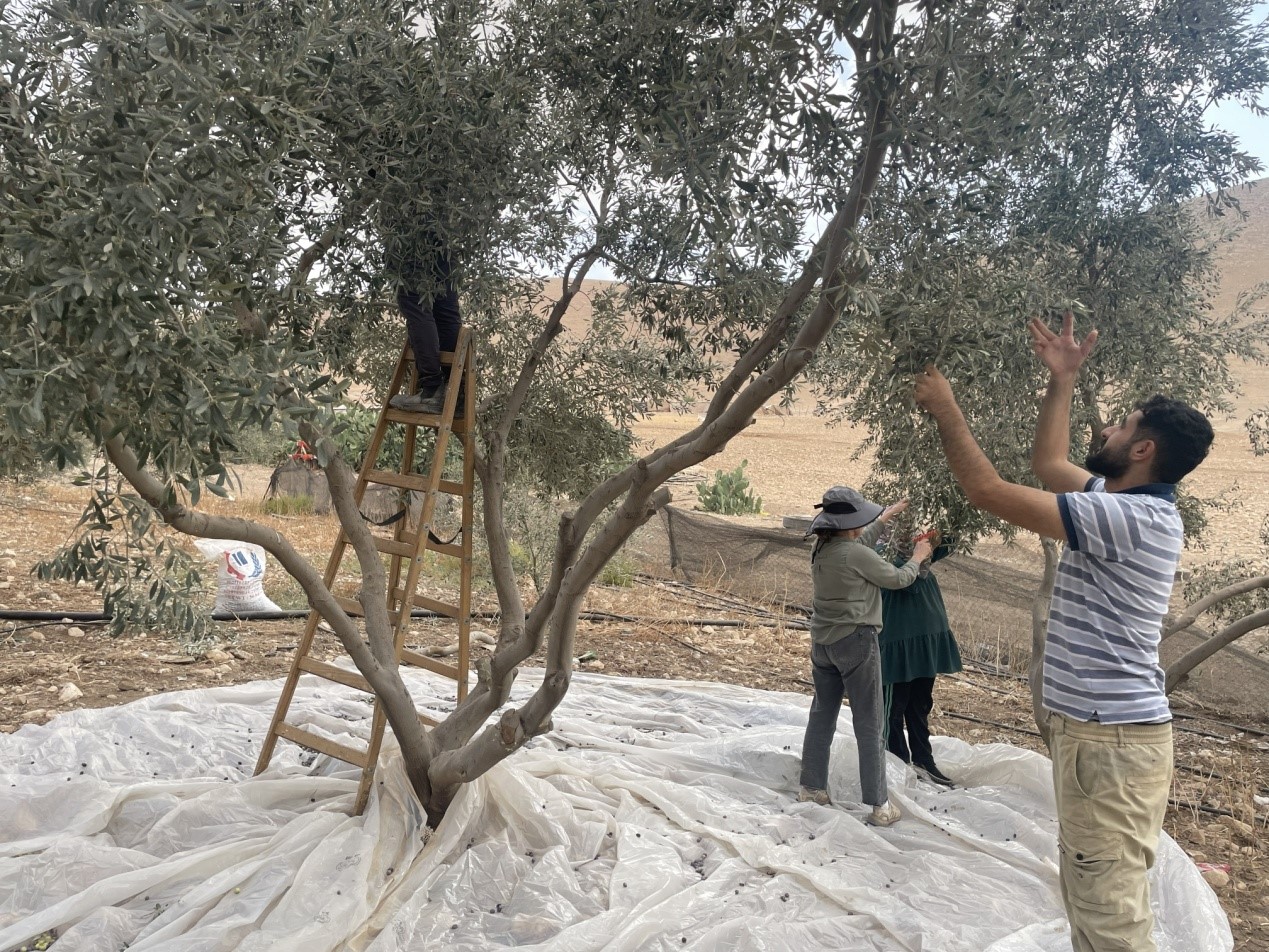 בקעת הירדן מסיק זיתים