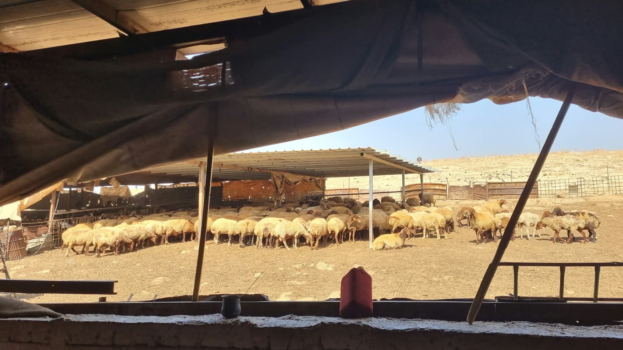 Hadidiya. Settler fence next to local pen, off-limits