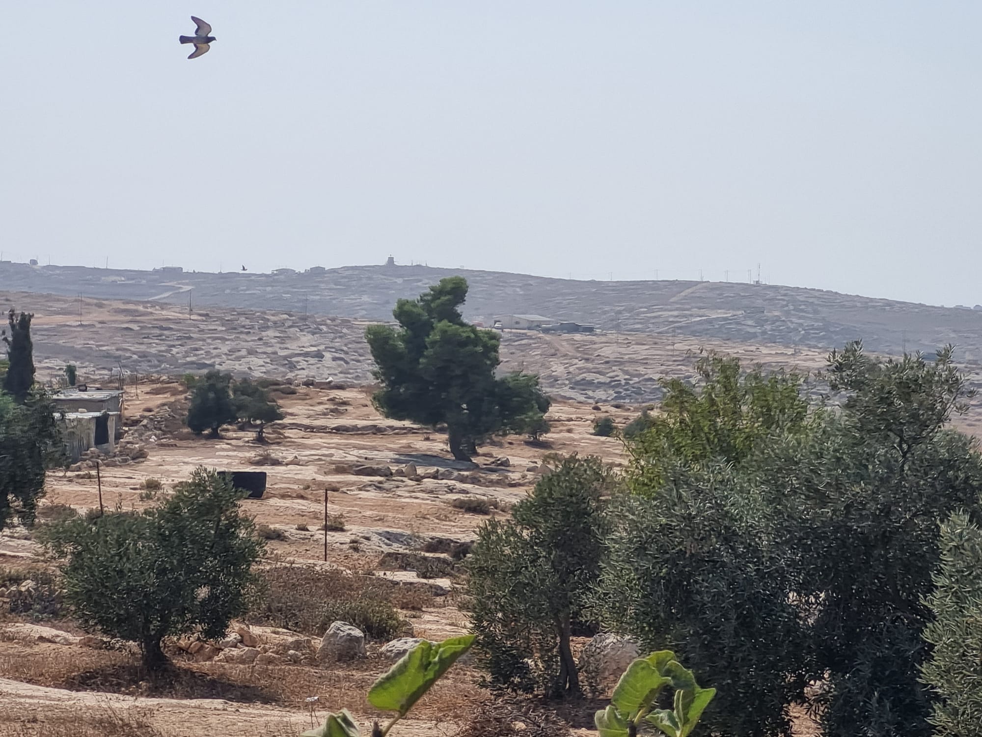 Susiya - Wherever you look, outposts and farms are popping up everywhere