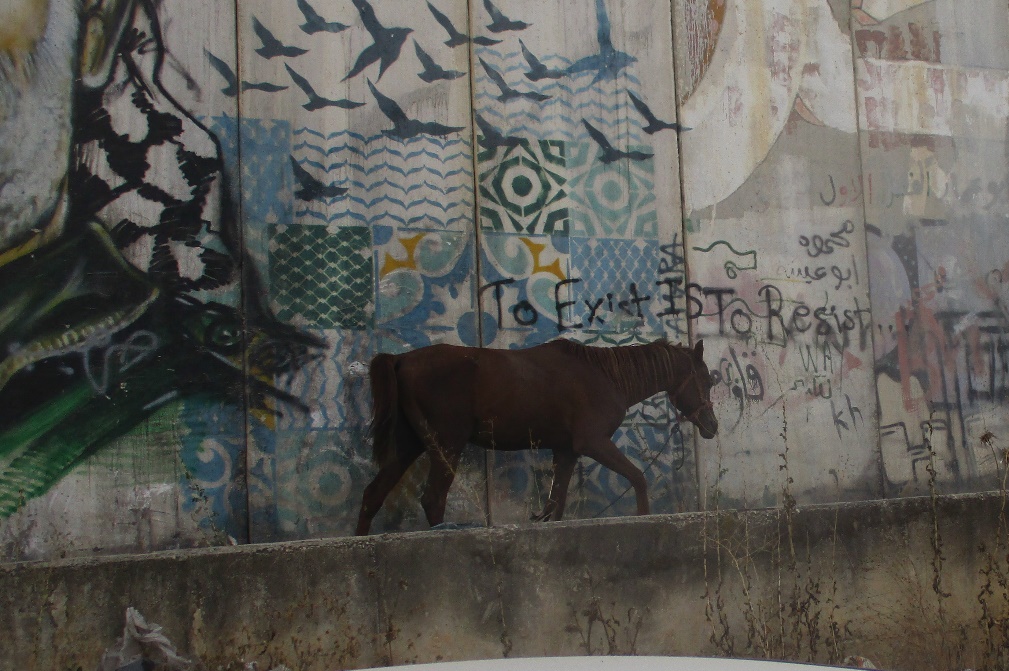 Qalandiya. Horse Against the Wall